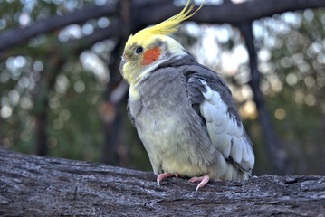 Cockatiel in a tree close up