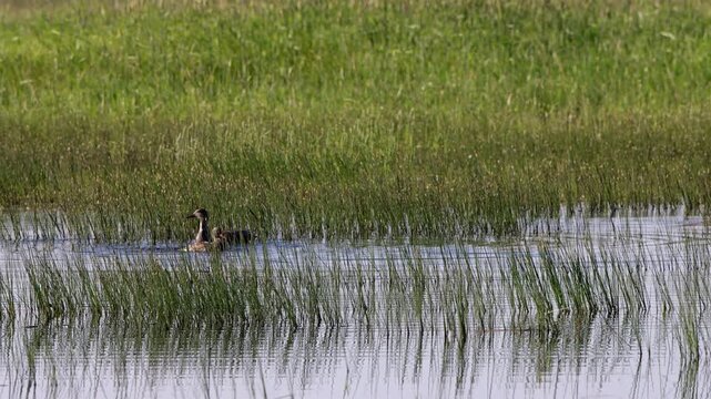 Canvasback ducks in a marshy pond in summertime