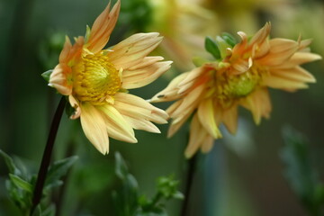 色鮮やかな大輪