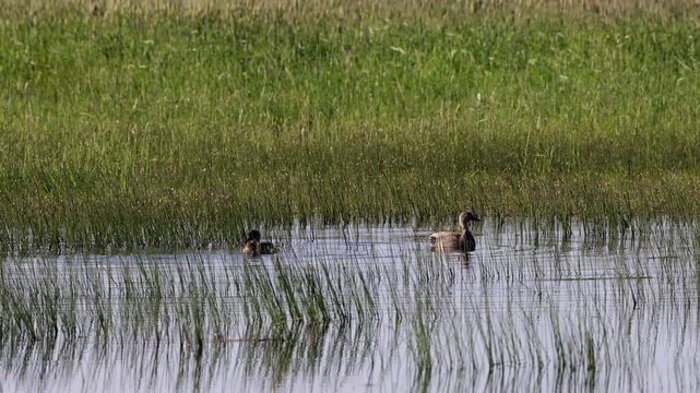 Canvasback ducks in a marshy pond in summertime