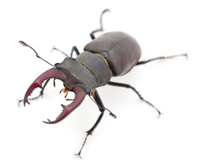 Stag beetle isolated on white background