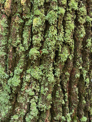 Close-up of Textured Tree Bark Covered in Green Moss.