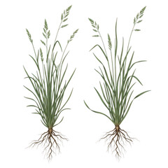 Fototapeta premium Detailed botanical depiction of two grass plants with exposed root systems transparent background