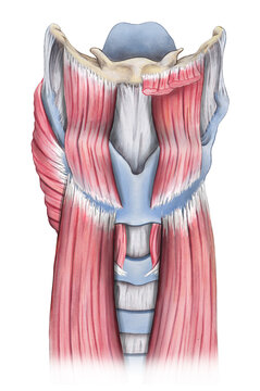 Larynx muscles, illustration