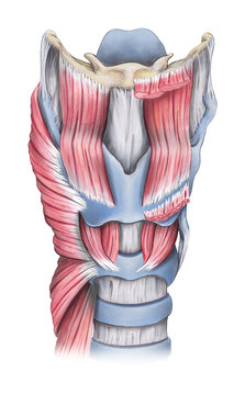 Deep laryngeal muscles, illustration