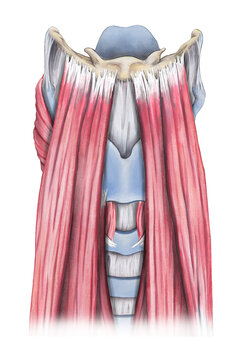 Larynx surface muscles, illustration