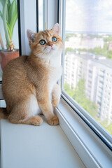 British Golden Chinchilla looking out of the window at birds on a sunny day