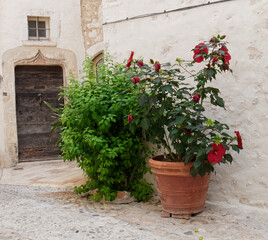 Red hibiscus flower in Saint-Paul-de-Vence. Provence-Alpes-Côte d'azur. France