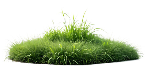 Isolated Green Grass Tuft on White Background