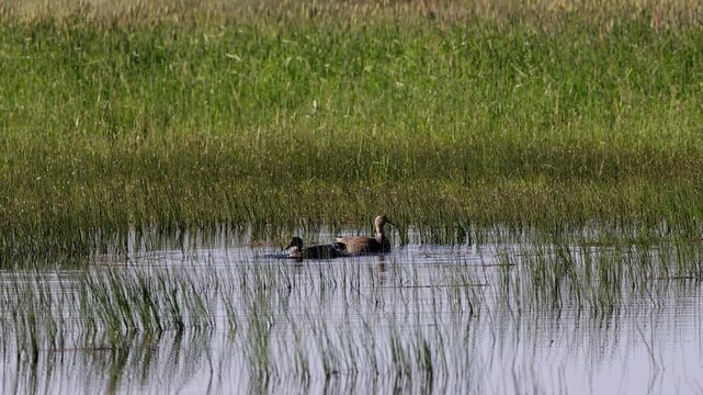 Canvasback ducks in a marshy pond in summertime