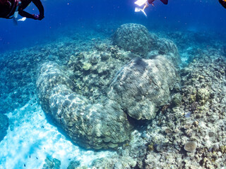 慶良間諸島でも最大級のハマサンゴの群生。
学名：Porites Lutea
美しいサンゴ礁と熱帯魚の群れ。
沖縄県島尻郡慶良間諸島座間味島嘉比島-2025/6/27
