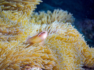 素晴らしいサンゴ礁の美しいイソギンチャクと可愛いハナビラクマノミ（クマノミ亜科）。
英名学名：Pink anemonefish (Amphiprion perideraion)
美しいサンゴ礁と熱帯魚の群れ。
沖縄県島尻郡慶良間諸島座間味島嘉比島-2025/6/27
