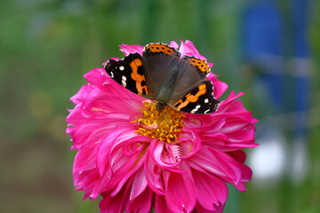 色鮮やかな大輪