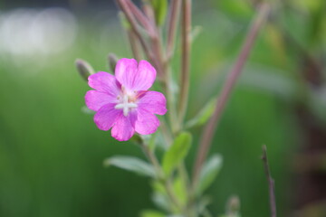 Fireweed Flower Close-Up Among Green Leaves