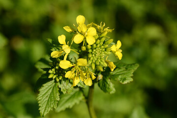 Ackersenf,  Gelbsenf,  Sinapsis alba
