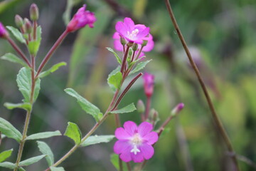 Fireweed Flower Close-Up Among Green Leaves