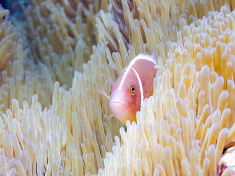 珊瑚綺麗」の写真素材 | 80,569件の無料イラスト画像 | Adobe Stock