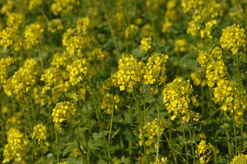 Ackersenf,  Gelbsenf,  Sinapsis alba,  Sinapsis spp