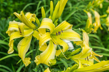 Obraz premium Day-lily (Hemerocallis Spider) flowers on the garden. Shallow depth of field.