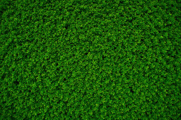Fototapeta premium Lush Green Hedge Background for Natural Privacy and Garden Aesthetics in Outdoor Landscaping and Design