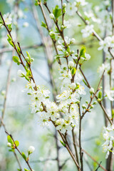 Beautiful blooming cherry tree in the garden. Selective focus.