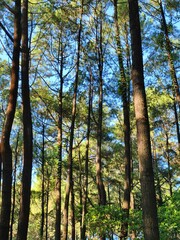 Obraz premium Tall Pine Trees Reaching Towards a Bright Blue Sky.