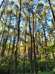 Tall Pine Trees Reaching Towards the Sky in a Lush Forest.