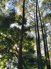 Sunlight Filtering Through Tall Pine Trees in a Forest.