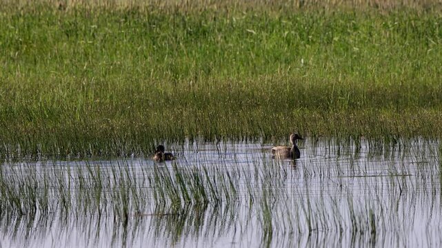 Canvasback ducks in a marshy pond in summertime