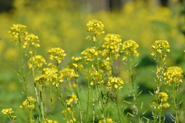 Ackersenf,  Gelbsenf,  Sinapsis alba,  Sinapsis spp