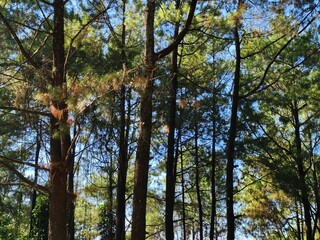 Sunlight filtering through tall pine trees in a forest.