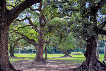 都心散歩　灼熱の浜離宮