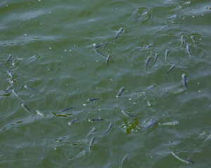 都心散歩　泳ぎ回る稚魚たち