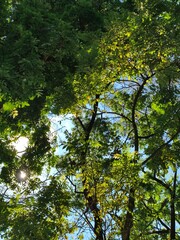 Fototapeta premium Sunlight Filtering Through Lush Green Tree Canopy.