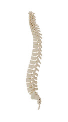 Human spine anatomical model isolated on transparent PNG background, detailed 3D rendering of vertebral column for medical, biology, healthcare, and educational design projects