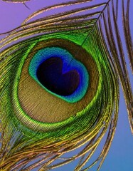 Obraz premium Peacock feather close-up (1)