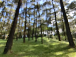 Serene Forest Glade with Tall Pine Trees and Sunlight.
