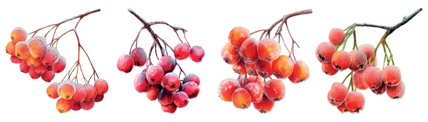 Watercolor set of frozen mountain ash. Branch of bare red mountain ash covered with frosty hoarfrost. Natural elements of the beginning of winter or cold autumn. Frosts in nature. Vector illustration.