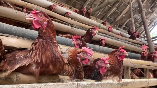 Traditional chicken farm with egg-laying hens in a rural environment. Laying hens, a breed of chicken focused on producing high-quality eggs, play an important role in the livestock home industry.