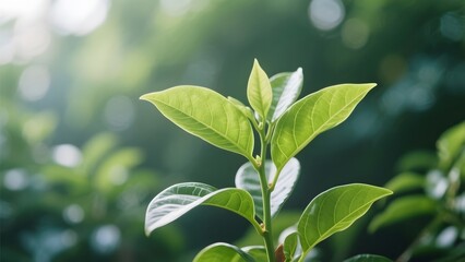 Obraz premium Fresh Green Leaves Bathed in Soft Light