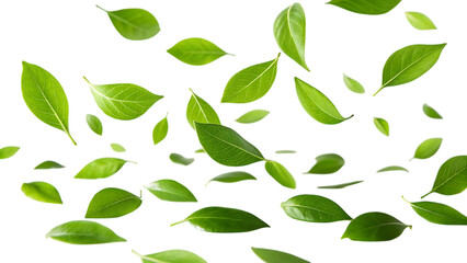 Naklejka premium Fresh green tea leaves falling in a dynamic pattern isolated on transparent background
