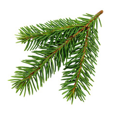 A fir branch close up on transparent background