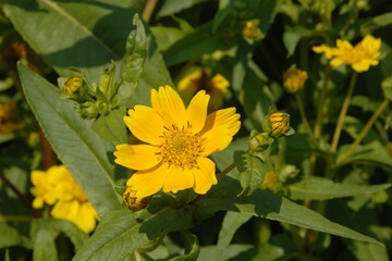  Ramtillkraut, Mungo, Guizotia abyssinica