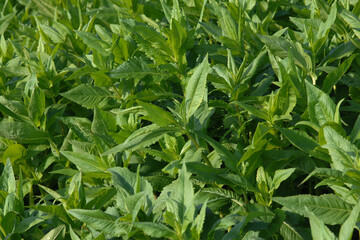  Ramtillkraut, Mungo, Guizotia abyssinica