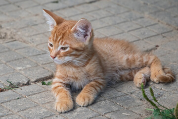 A small, curious ginger kitten sitting and resting on a rustic paved stone path