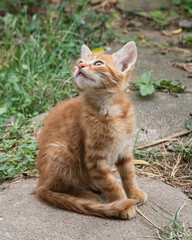 A small, curious ginger kitten sitting and resting on a rustic paved stone path