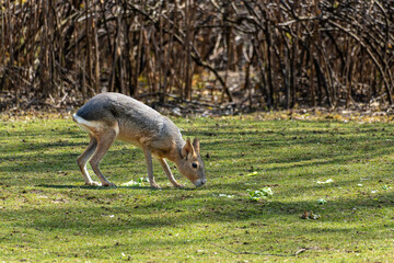 Patagonian Mara, Dolichotis patagonum are large relatives of guinea pigs