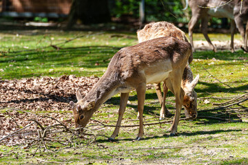 The fallow deer, Dama mesopotamica is a ruminant mammal