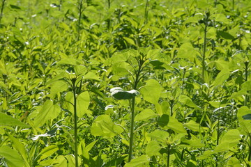  Ramtillkraut, Mungo, Guizotia abyssinica, Sonnenblume