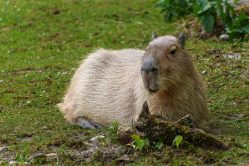 The Capybara, Hydrochoerus hydrochaeris is the largest living rodent in the world.